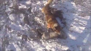 Охота на зайца.Первый заяц в 2016 году.Hunting on a hares in Russia