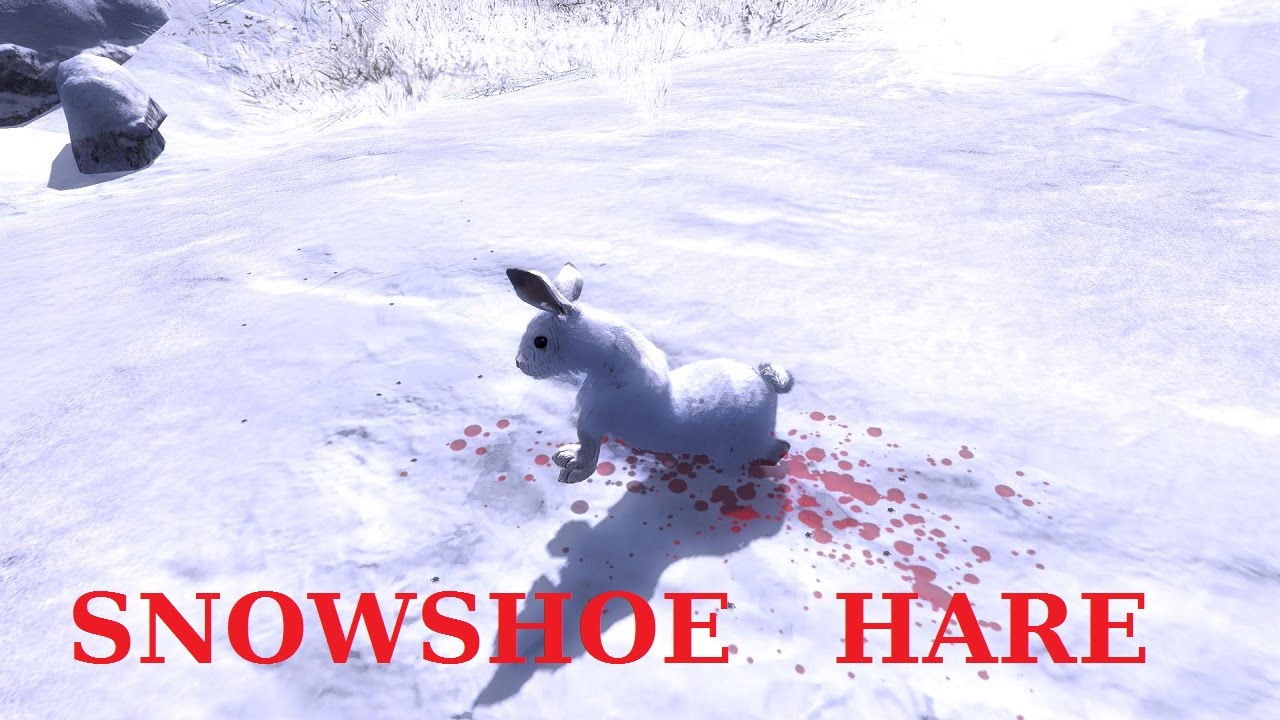 The Hunter New Animal Snowshoe Hare YouTube