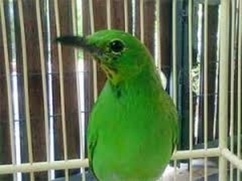 Tips Perawatan Burung Cucak Ijo Yang Sedang Rontok Bulu Cucak