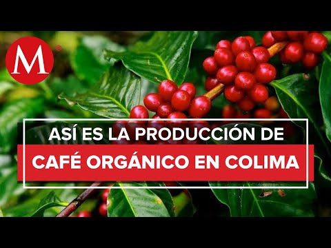 Luchan por mantener la tradición cafetalera en Colima