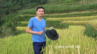 ฤดูสีเหลืองในบ้านเกิดของฉัน  กระบวนการข้าว. Green forest life