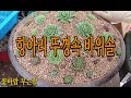 항아리뚜껑 속의 바위솔 2탄  (바위솔 심기 실습?연습?영상)    꽃바람부는날