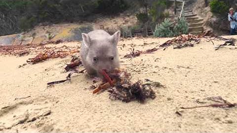 Derek the Wombat from Flinders Island | Discover Tasmania