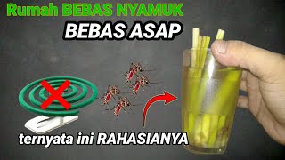 Batang SERAI jadi pengganti OBAT NYAMUK BAKAR !!!