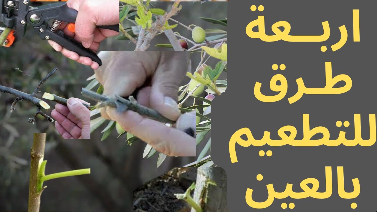 اسهل اربعة طرق تطعيم  بالعين | وطريقة التطعيم  بالقلم اللحائي