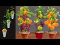 Great technique for grafting orange apple with grapes growing fest aloe vera and banana