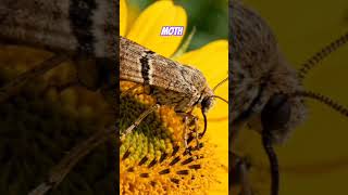 Moth #gaurangclasses #facts #insects