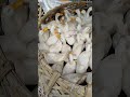 বেলজিয়াম হাঁস 🦆🦆🦆🦆
