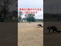 3盗は先に動けば誰でも出来る！#shorts #野球基地FREEDOM