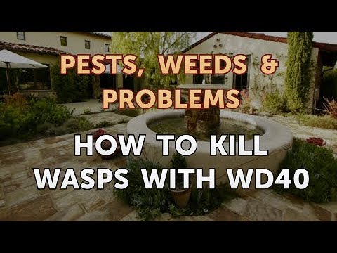 How to Kill Wasps With WD40