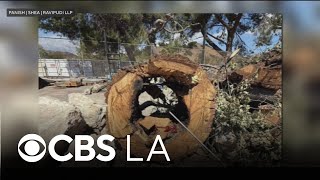 LA County family of boy killed by fallen tree branch files legal claim Wealth