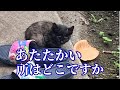 【147】真冬迫る子猫レスキュー当日に運命の通知が⭐︎極寒の路上で消えかけていた命が今、別猫のように蘇っています!