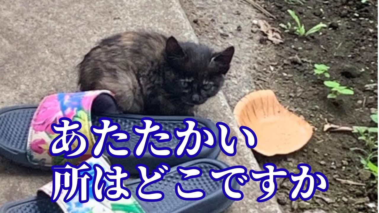 【147】真冬迫る子猫レスキュー当日に運命の通知が⭐︎極寒の路上で消えかけていた命が今、別猫のように蘇っています！