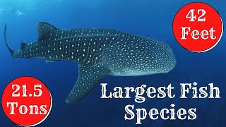 Top 5 Largest Fish Species Living Today | Biggest Sea Monsters Fishes | TopEcho by TopEcho 17 views 2 years ago 4 minutes, 51 seconds