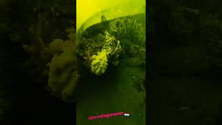 IMMERSIVE DUTCH EXPERIENCE 🇳🇱 By Polish Rolling Stone Grevelingermeer 🇳🇱🤿