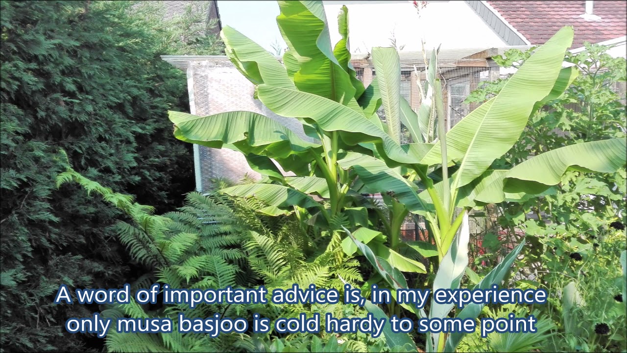 Musa basjoo the only cold hardy banana
