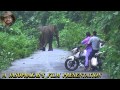 Thus Elephant Always Angry With Bike Rider.