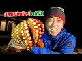 [Eng Sub] Prep & Cook Octopus| ปลาหมึกยักษ์ Tako ชำแหละอย่างไร ทำซาชิมิกับโอเด้ง | SUGOI JAPAN l 351