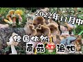 2022.11.13 11月中旬在德国森林里遇见的蘑菇，马鞍菌，红腿牛肝菌，沙地牛肝菌，满山遍野的喇叭鸡油菌和新鲜荠菜。 偶遇疑似小伙伴遗失的采摘袋。 Trompetenpfifferling.