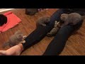 Funny cute kittens playing