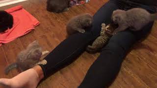 Funny cute kittens playing