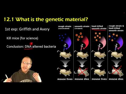 Video: Hvorfor betragtes DNA'et som det genetiske materiale?