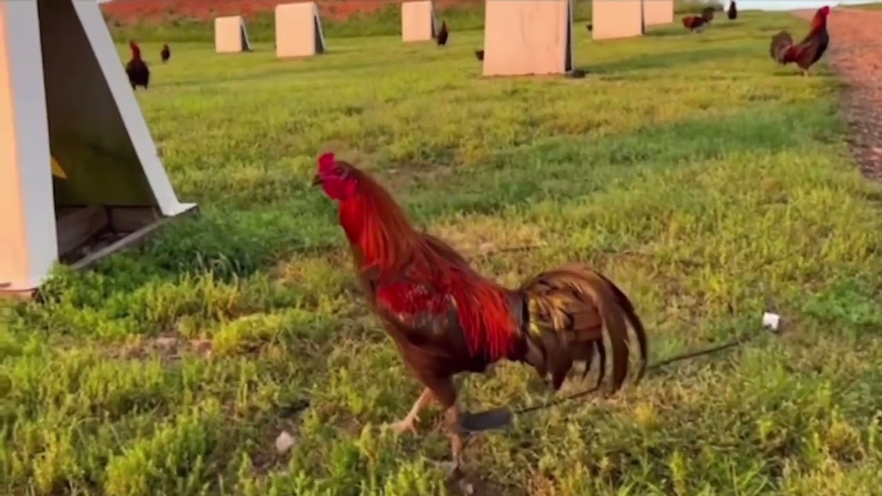 Trại Gà Lớn Nhất Nhì Nước Mỹ