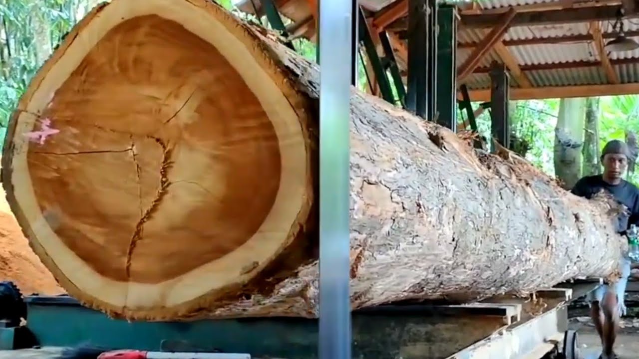 Процесс распиловки длинных тиковых досок высочайшего качества.