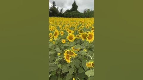 Sunflower 🌻🌻 field in Japan ❤️ #shorts