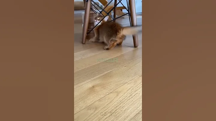 Video 11738221: somali kitten, kitten reaction, kitten meets, kitten toys, meow