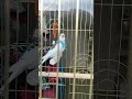 Попугайчик меня уже узнаёт)