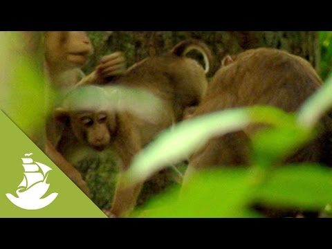 Monkey families of Southeast Asia - The Macaques