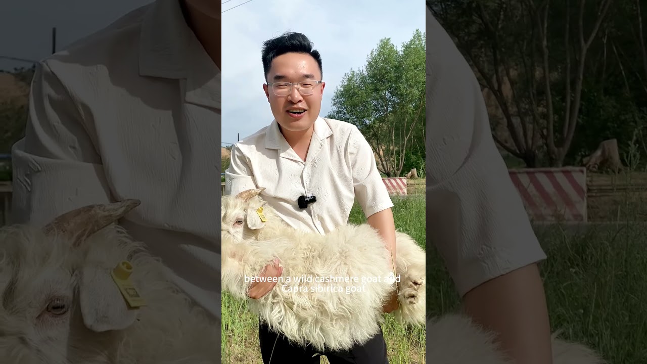 13.38um baby cashmere fiber for luxury fabric