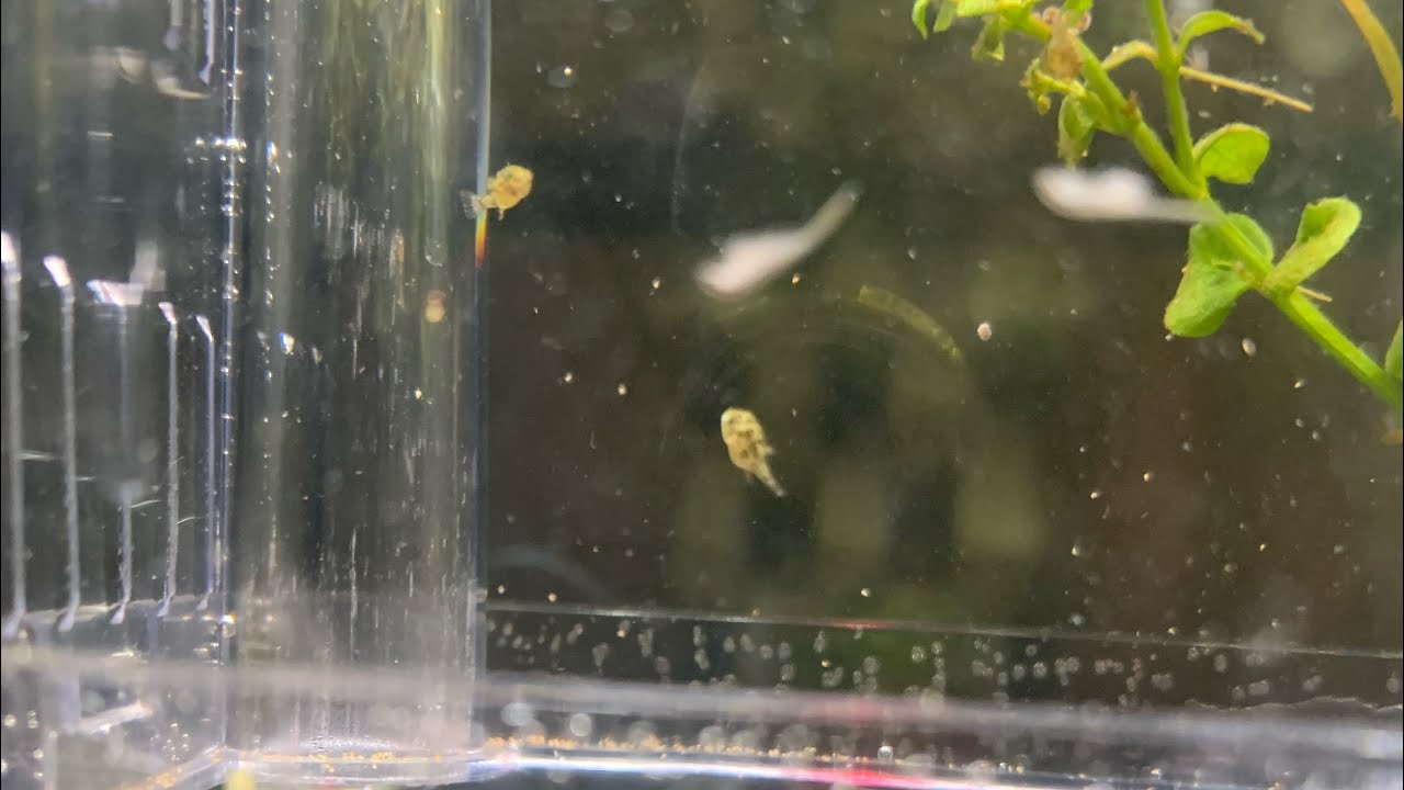 Pea puffer fry eating Baby pea puffers YouTube
