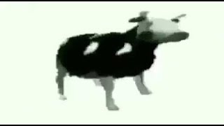 Polish Cow Dancing