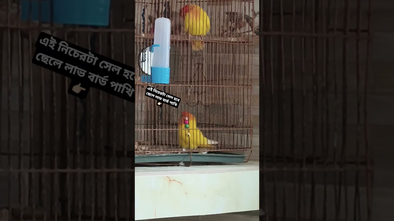 পুরুষ লাভ বার্ড বিক্রি হবে | Male Love Bird for Sale