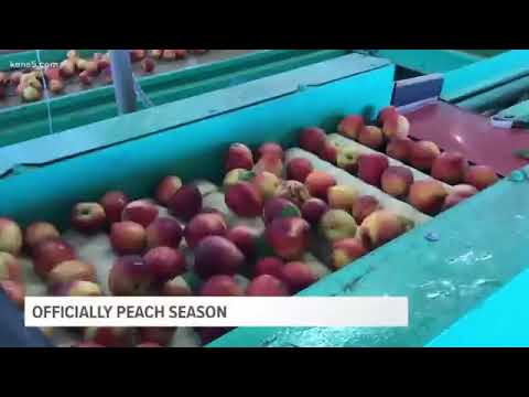 Peach Season in Texas Hill Country