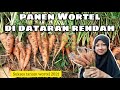 Panen|Wortel kuroda|tanam di dataran rendah