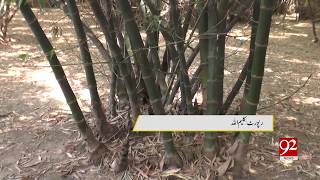 Which is the world's fastest growing plant? | 10 July 2019 | 92NewsHD