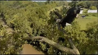 Decorah Eagles- Mom Brings A Fish To The Y Branch