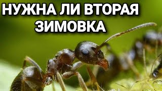 Нужна ли вторая зимовка муравьям. #МуравьиЯрославль