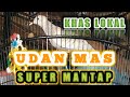 Khas Lokal Suara Burung Perkutut Lokal Gacor Dengan Irama Terbaik Zebra Dove Mp3 - Mp4 Download