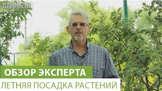 Летняя посадка растений Летняя посадка растений