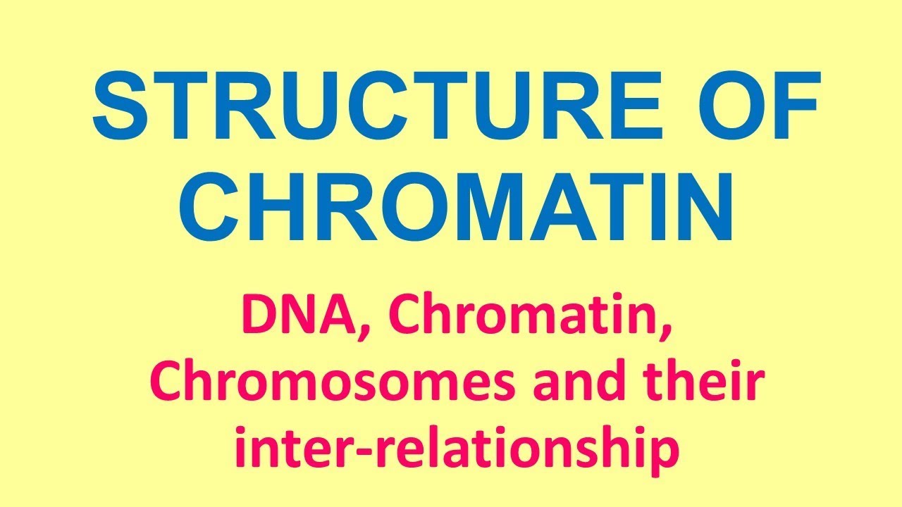DNA, Chromatin and Chromosomes : Basic concepts by P K Agrawal