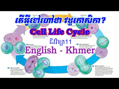 Cell Life Cycle អំពីវដ្ដកោសិកា ថ្នាក់ទី11 English Khmer