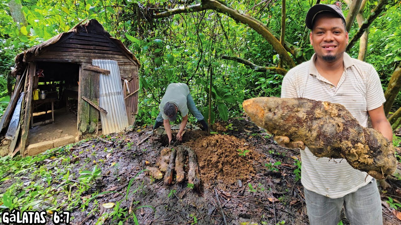 Un CAMPO Fructífero Donde El ÑAME Se Da PROFUNDO,EL REPORTERO DEL CAMPO