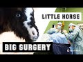 Tiny Horse Gets a HUGE Surgery