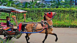 HORSE-DRAWN CARRIAGE 🎯 Reggae horse song // dancing horse