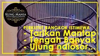 Perkutut Bangkok Gacor Istimewa Untuk Indukan