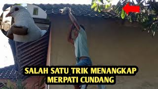 menangkap burung merpati cundang :II: bandangan merpati